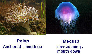 cnidaria medusa