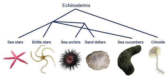 Echinoderms Examples