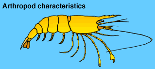 small graphic of prawn