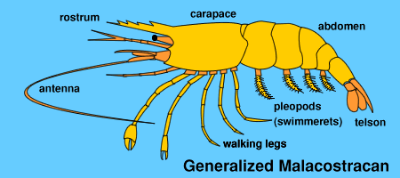 graphic of a generalised Malocostracan's body parts