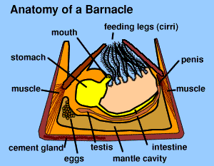 Illustration of the anatomy of a barnacle