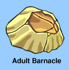 animation of adult barnacle feeds