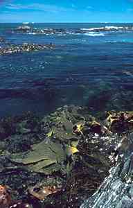 Photo of kelps along southern Australian shores