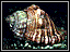 Small photo of a whelk