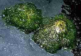 Photo of Variegated Limpets