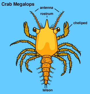 crab megalops