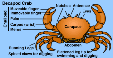 Graphic of Decapod crab parts