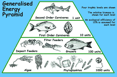 marine ecosystem food web with trophic levels