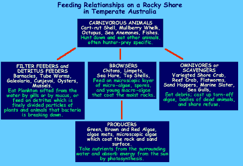 Graphic of the Feeding Realtionships on a Rocky Shore in Temperate Australia