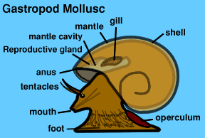 Graphic of a Gastropod Mollusc parts