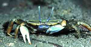 Photo of a Mudflat Sentinel Crab