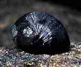 Photo of a Black Nerite
