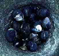 Photo of Black Nerites clustered around a damp pool