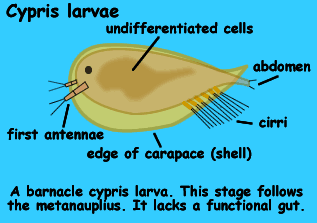 Graphic of parasitic barnacle cypris larvae