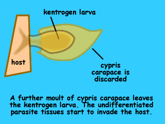 Graphic of parasitic barnacle changing into a kentrogen larvae