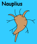 Graphic of parasitic barnacle naupius