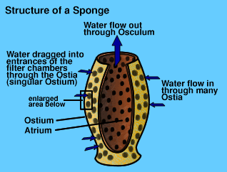 how do sponges move water through their pores