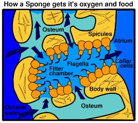 crawling cells that move through a sponge delivering food and oxygen is called what