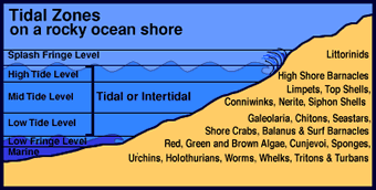 Graphic of the Tidal Zones on a rocky ocean shore