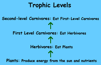Graphic of Trophic Levels